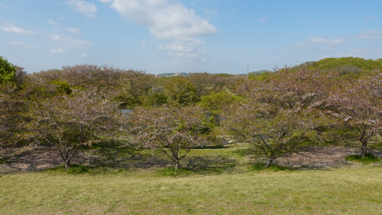 枯れ際の桜たち