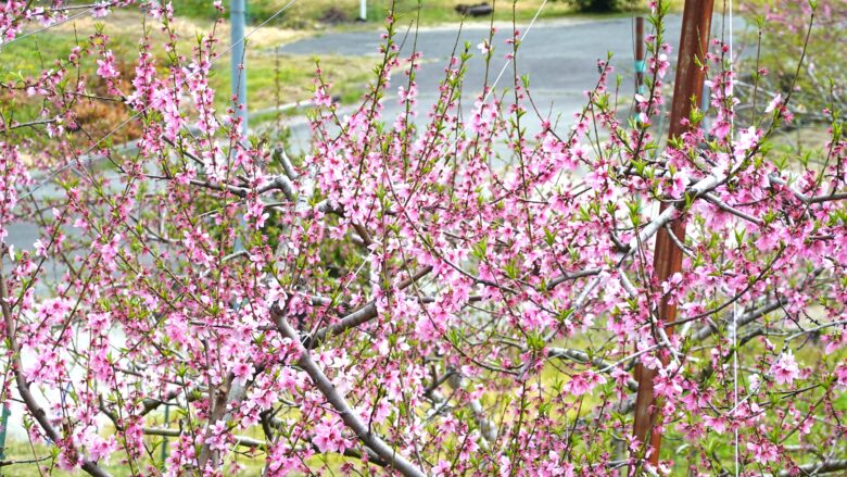 桃の花