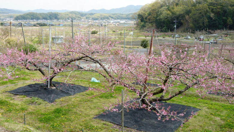 桃園の風景