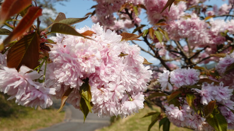 宗堂桜