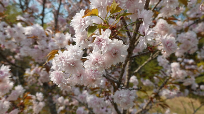 宗堂桜、ポンポン見たいな花びらが可愛い♪