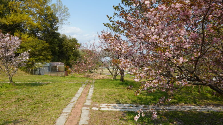 園内には桜の木がいっぱい