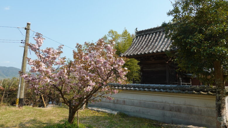素盞嗚神社（本殿）と宗堂桜