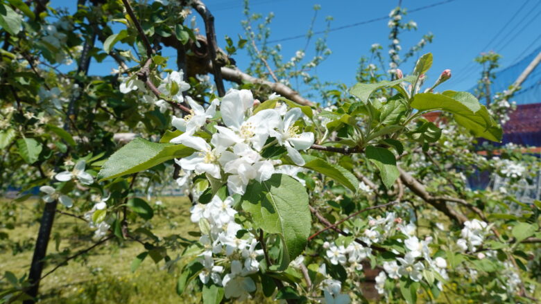 リンゴの花に大興奮!!