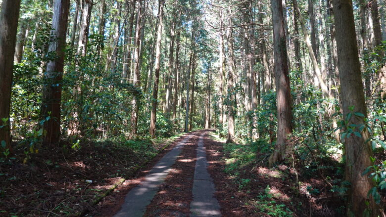 鬱蒼とした細道、大型車は無理そう