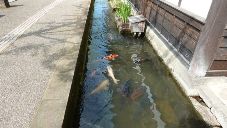 掘割には色鮮やかな錦鯉が泳いでいる