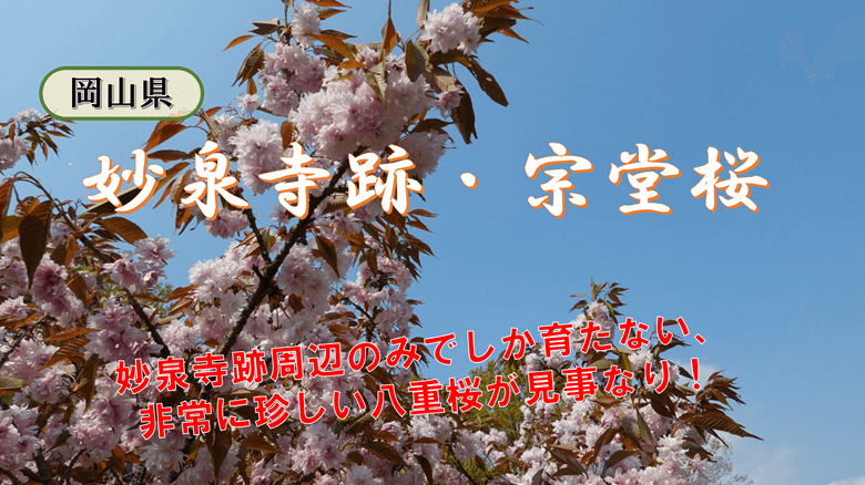 「妙泉寺跡・宗堂桜」の紹介サムネ