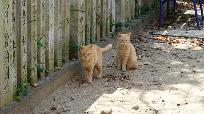 神社で猫に出会う