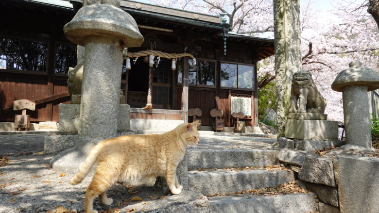 猫と神社