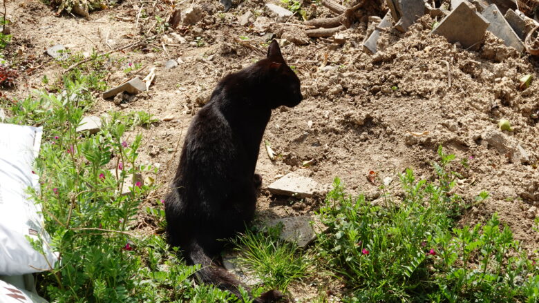 黒猫
