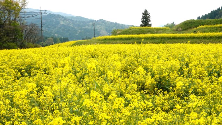 菜の花畑にテンションが上がる、上がる