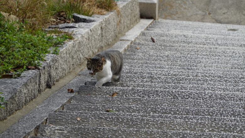 猫の散歩