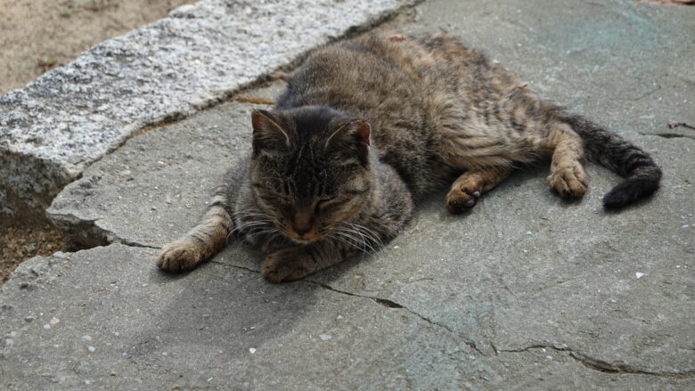 猫
