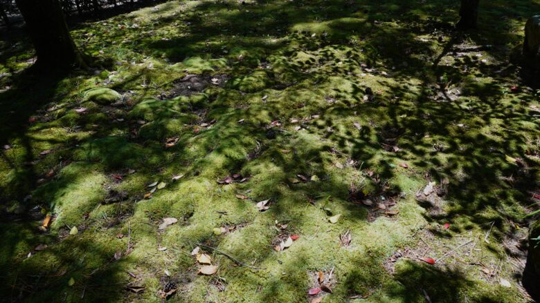 苔が織りなす景観がGood!