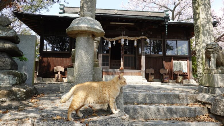 神社に猫がいる