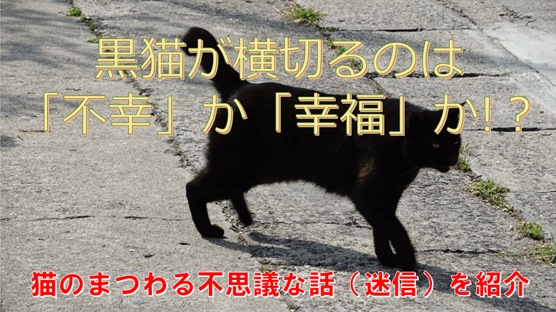 「黒猫が横切るのは「不幸」か「幸福」か」の紹介サムネ