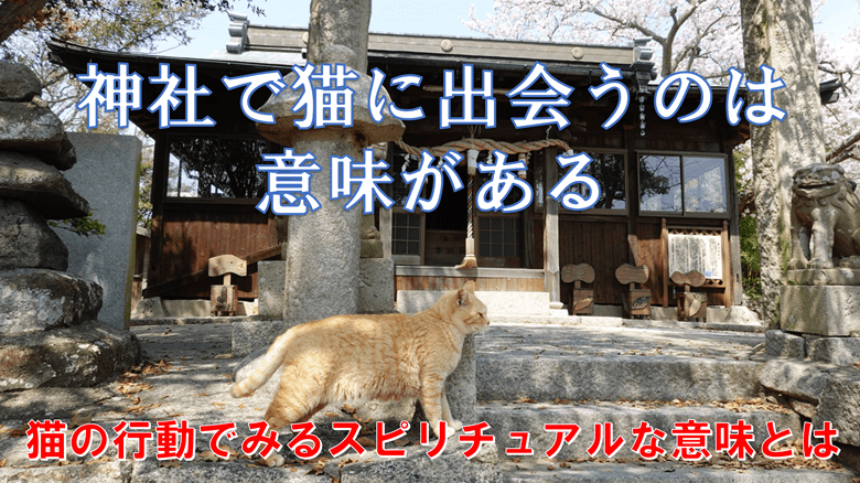 「神社で猫に出会うのは意味がある」の紹介サムネ