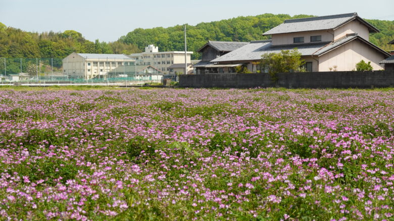 おっ、レンゲ畑だ