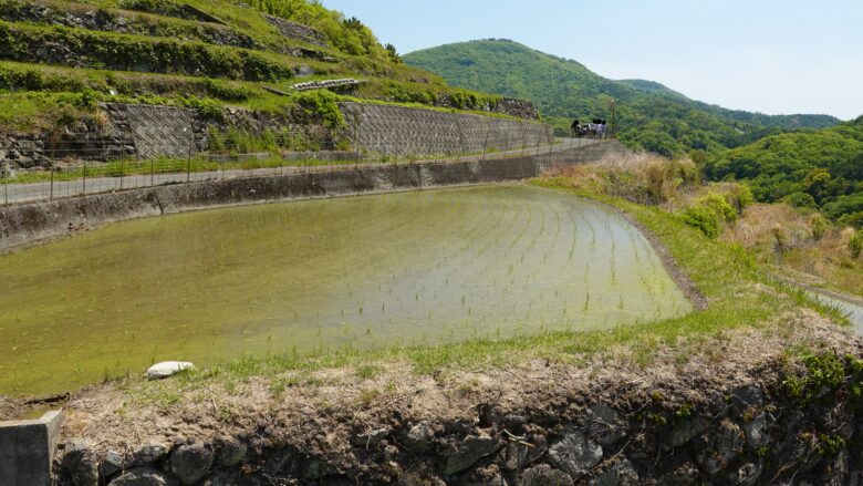 目と鼻の先に田んぼがある