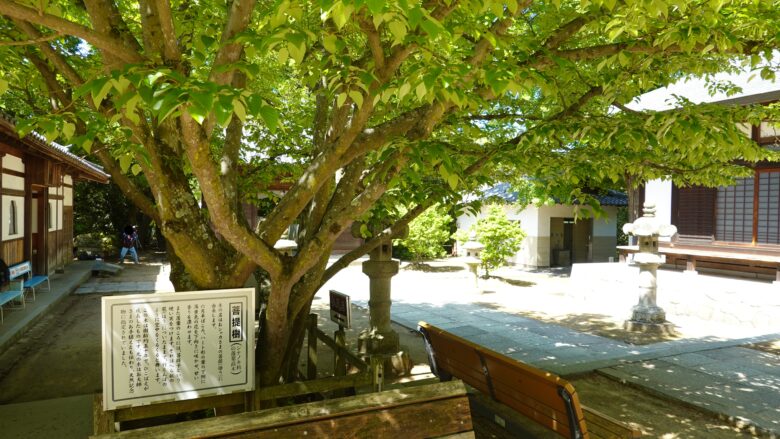 菩提樹(シナノキ科の落葉高木)