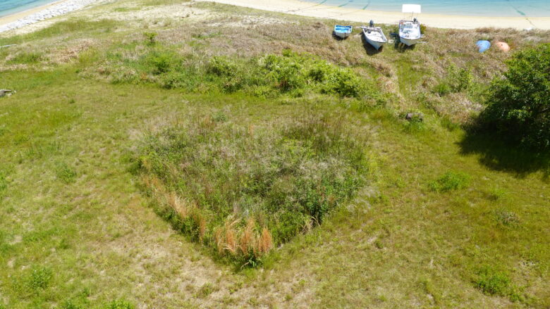おっ、ハート型の芝だ