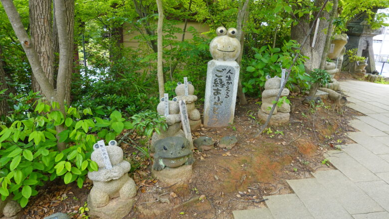 裏山にもカエルがいっぱい