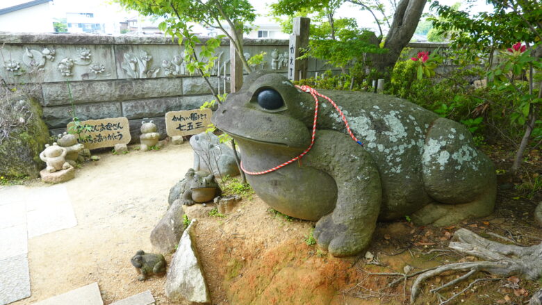 裏山にもたくさんのカエルが潜んでいる