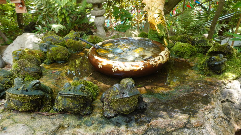 趣きのあるカエルたち