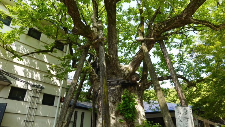 ヒロハチシャノキ