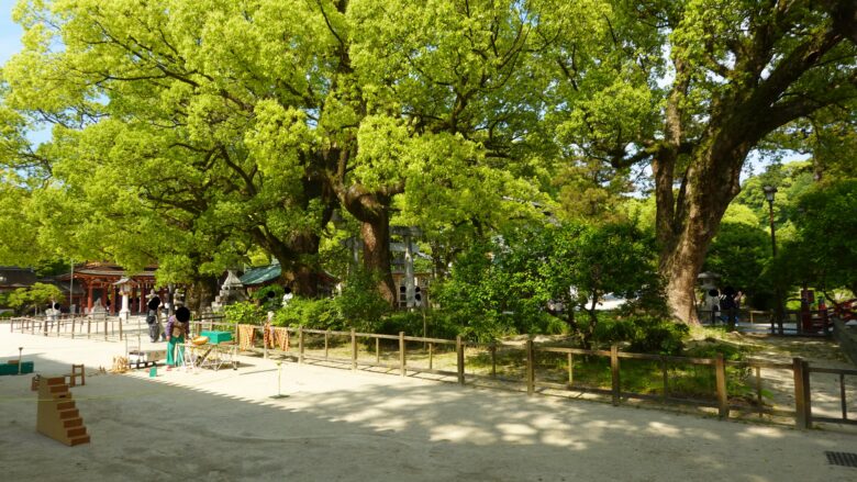 境内には大きな樟がいっぱい