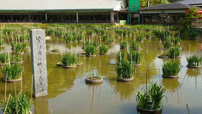 菖蒲池