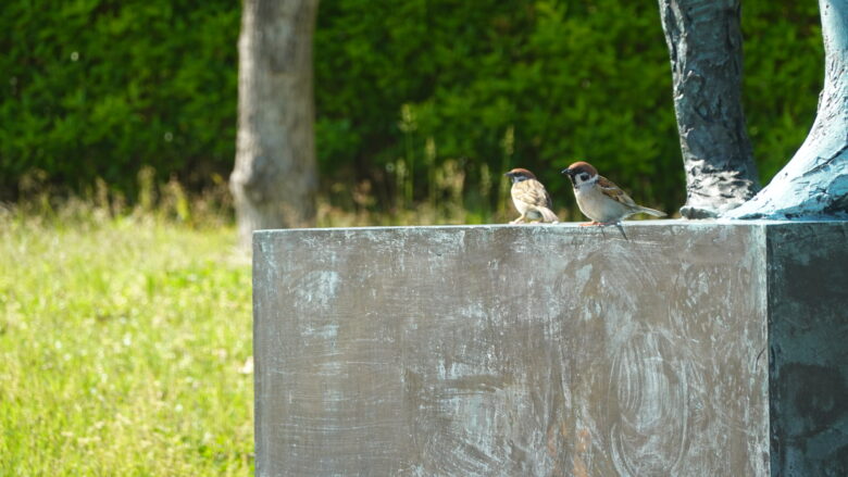 スズメは可愛い~♪