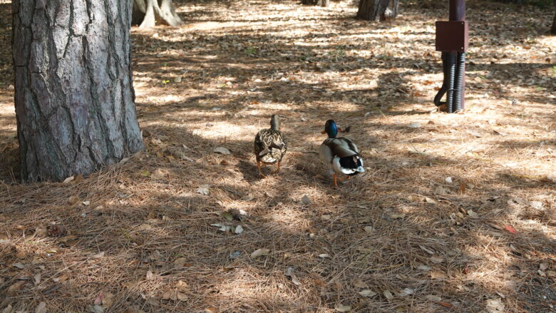 ヨチヨチ歩きするカモに癒される
