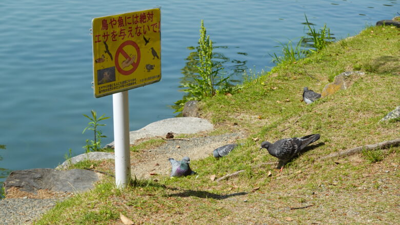 園内でくつろぐ鳩たち
