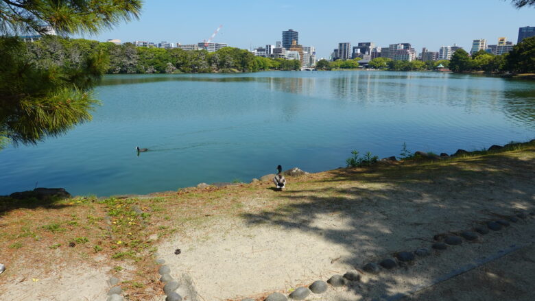 野鳥が集まっているので、バードウォッチングもOK