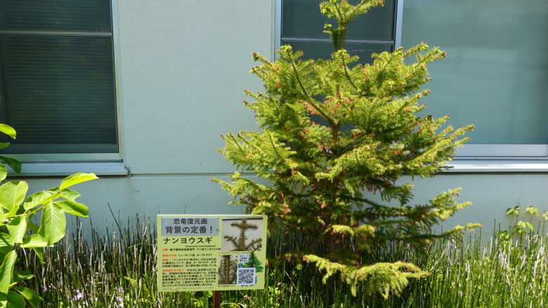 ナンヨウスギ(南洋杉)