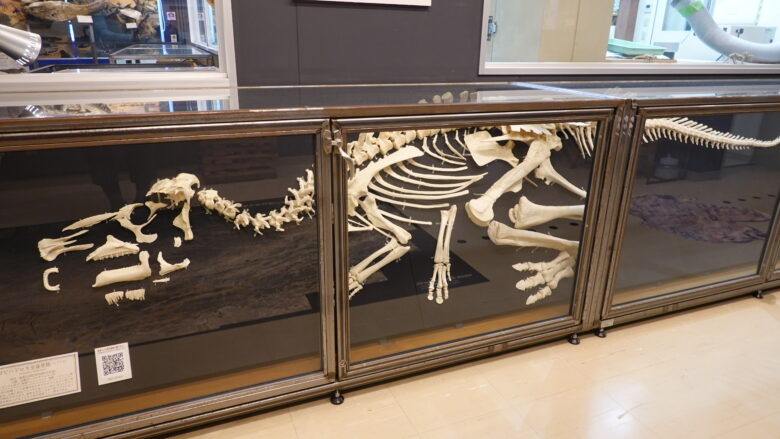 ゴビハドロス 幼体の全身骨格(レプリカ)