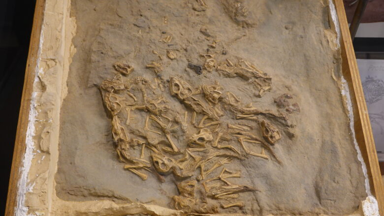 プロトケラトプスの幼体 15体の集団化石