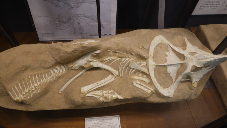 プロトケラトプス 亜成体全身骨格(レプリカ)