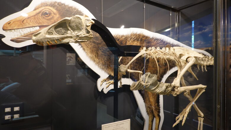 タルボサウルス 幼体の全身骨格(レプリカ)