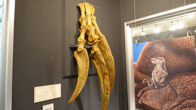 テリジノサウルス 前肢末節骨(レプリカ)