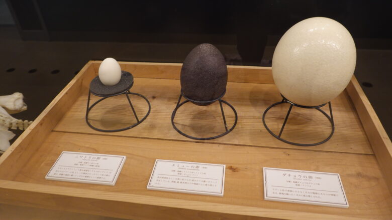恐竜以外の展示品もあり、こちらは色々な鳥の卵(左からニワトリ、エミュー、ダチョウ)