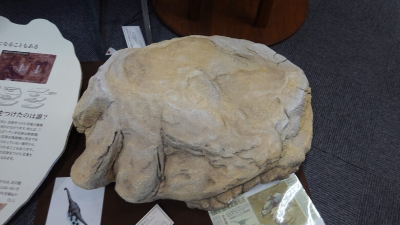 竜脚類の凸型足跡化石(レプリカ)