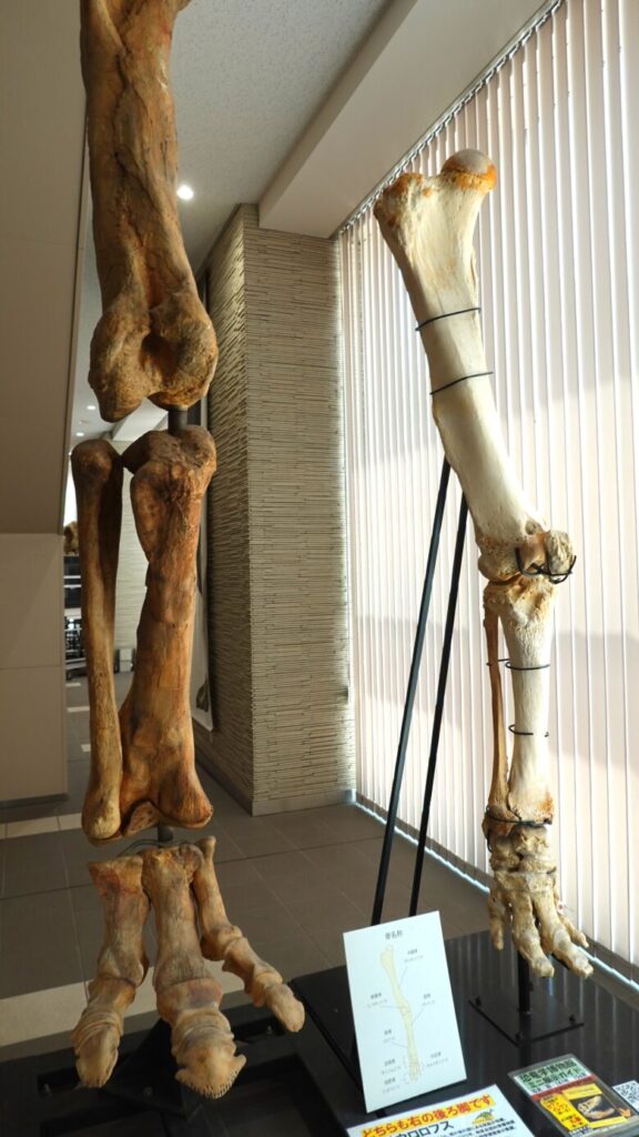 サウロロフスの右後ろ脚(左)、アフリカゾウの右後ろ脚(右)