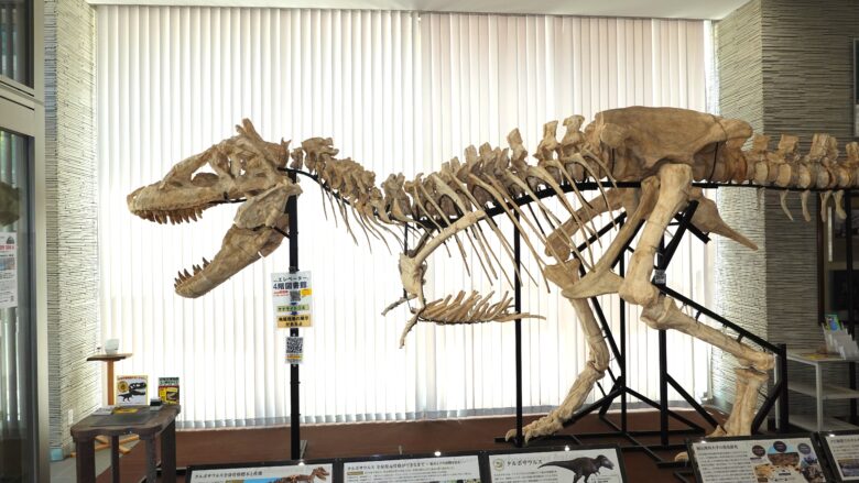 タルボサウルス 全身組上げ骨格(レプリカ)