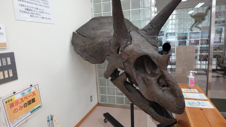 トリケラトプスの頭骨