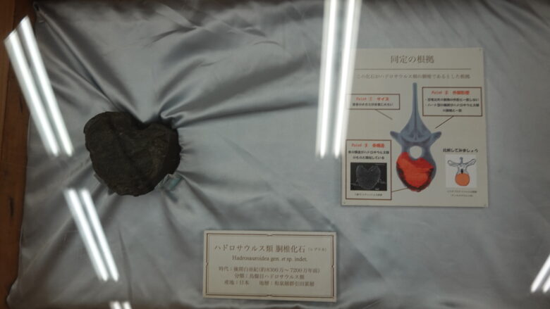 ハドロサウルス類の胴椎(レプリカ)