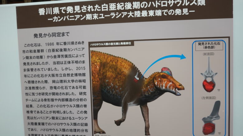 香川県で発見されたハドロサウルス類の紹介