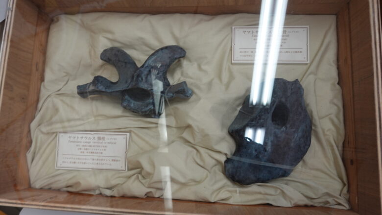 ヤマトサウルスの頸椎(レプリカ)