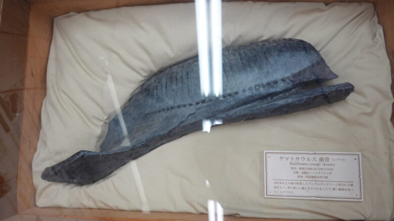 ヤマトサウルスの歯型(レプリカ)